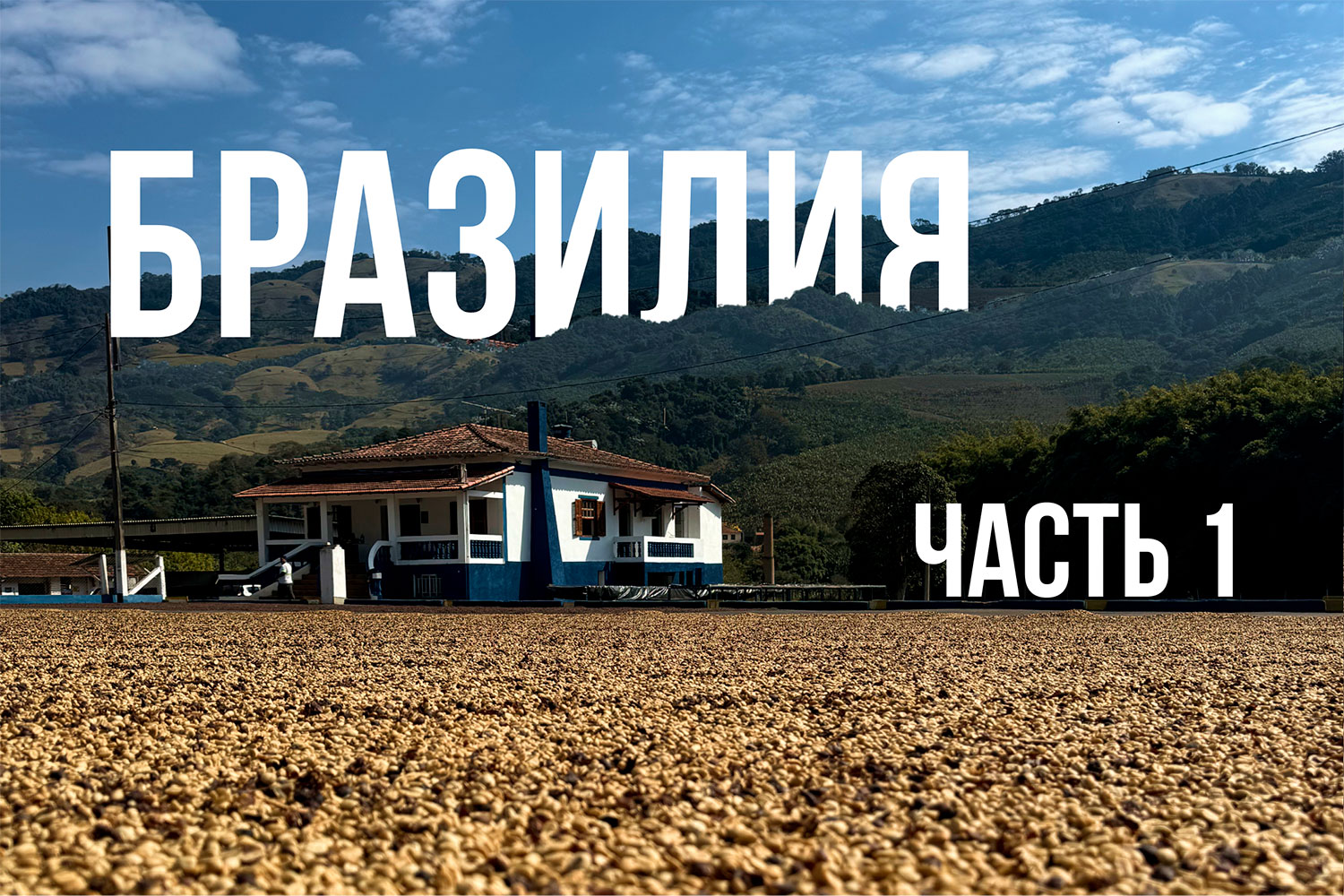 Зелёный кофе из Бразилии: как мы выбираем лоты у CarmoCoffees