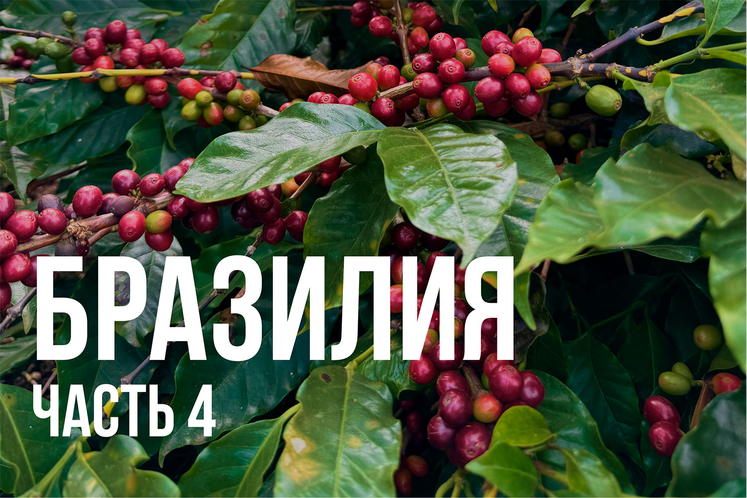 Склад CarmoCoffees: как сортируют и упаковывают зелёный кофе в Бразилии